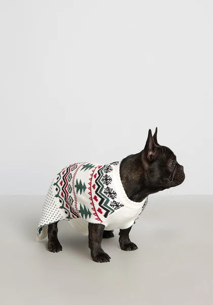 Evergreens and Snowbanks Fair Isle Pet Sweater | ModCloth