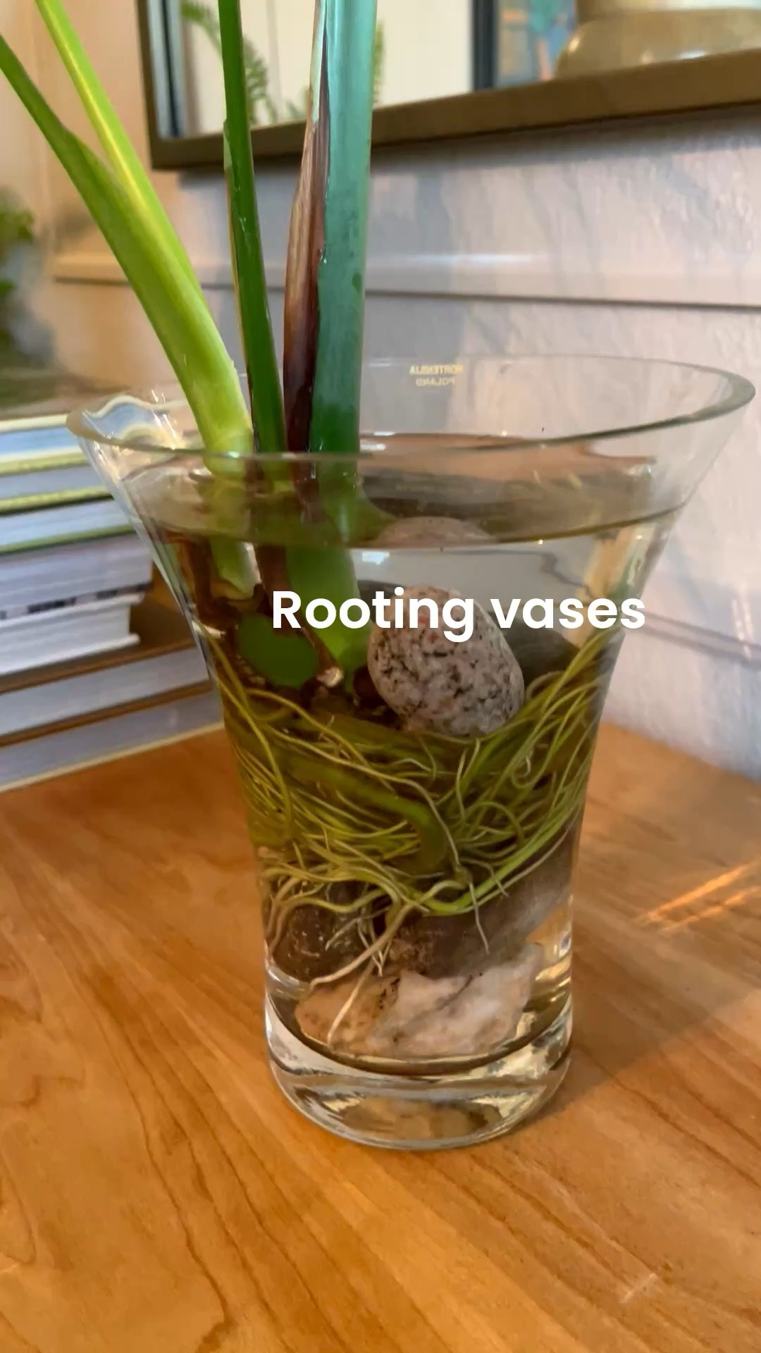 Why not add an interesting vase while you propagate your plants! 
I've included a few different affordable options to add some decor fun to your rooms🩷 
- You may want to add a clear glass cup, bottle etc inside these vases so you can easily pull it out to see the roots 👍

#LTKdayinmylife #LTKSeasonal #LTKHome