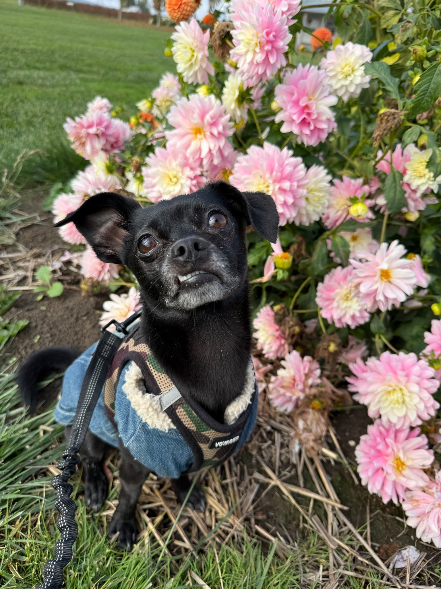 my favorite dog jacket for fall season 🩵

#LTKHalloween #LTKBaby #LTKSeasonal