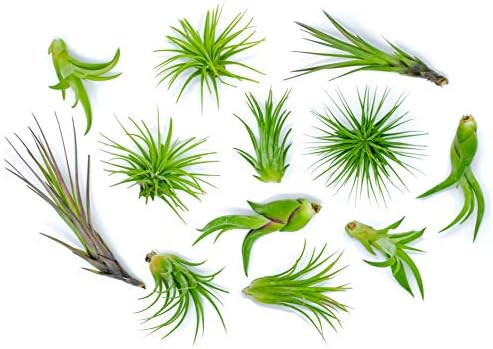 12 Air Plant Variety Pack - Small Tillandsia Terrarium Kit - Assorted Species of Live Tillandsia ... | Amazon (US)