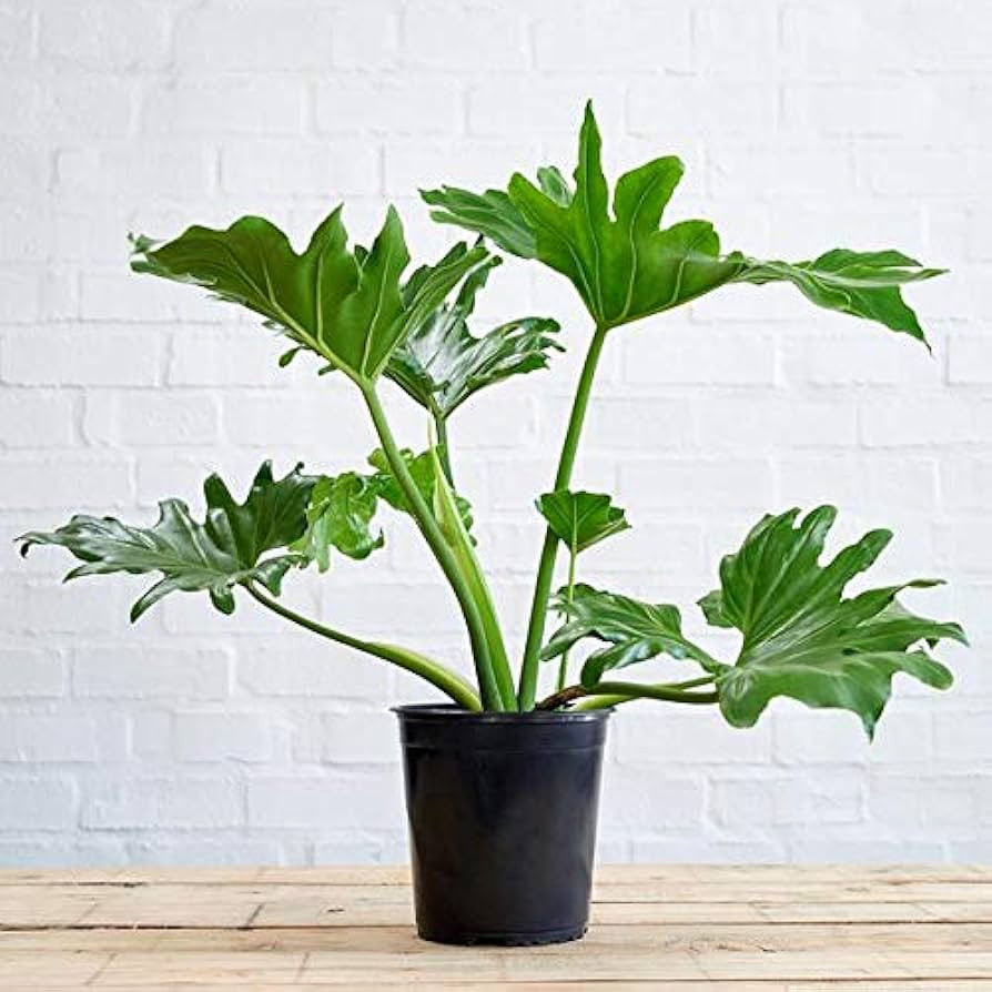 Split-Leaf Philodendron - Live Plant in a 3 Gallon Growers Pot - Philodendron Selloum - Slow Grow... | Amazon (US)