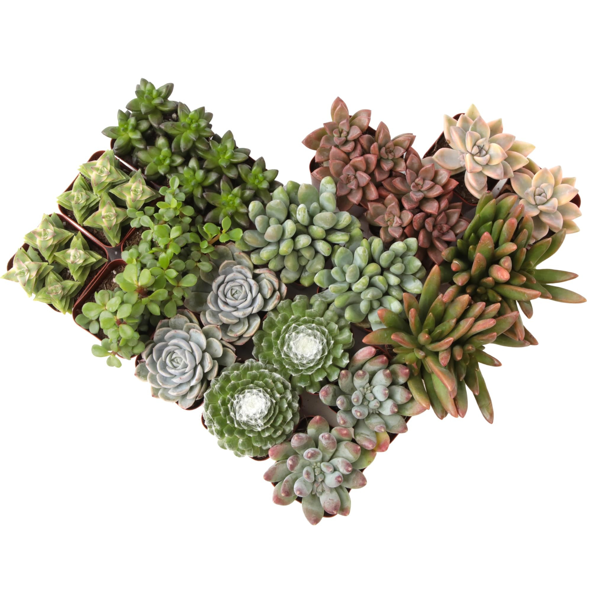 Altman Plants, Live Succulent Plants (20 Pack) Assorted Potted Succulents Plants Live House Plant... | Amazon (US)