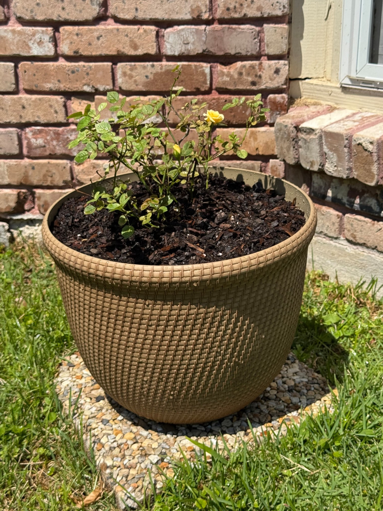 Rattan look planter from Walmart was the perfect size to replant my rose bush. 

#LTKHome #LTKStyleTip #LTKFindsUnder50