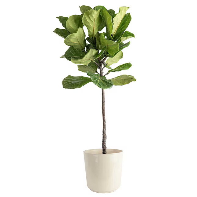 Costa Farms Fiddle Leaf Fig Ficus Lyrata Standard House plant in 10 Inch(es) Pot 1 -Pack | Lowe's