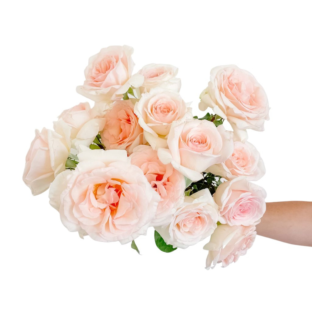 Francis Meilland Bouquet | Grace Rose Farm