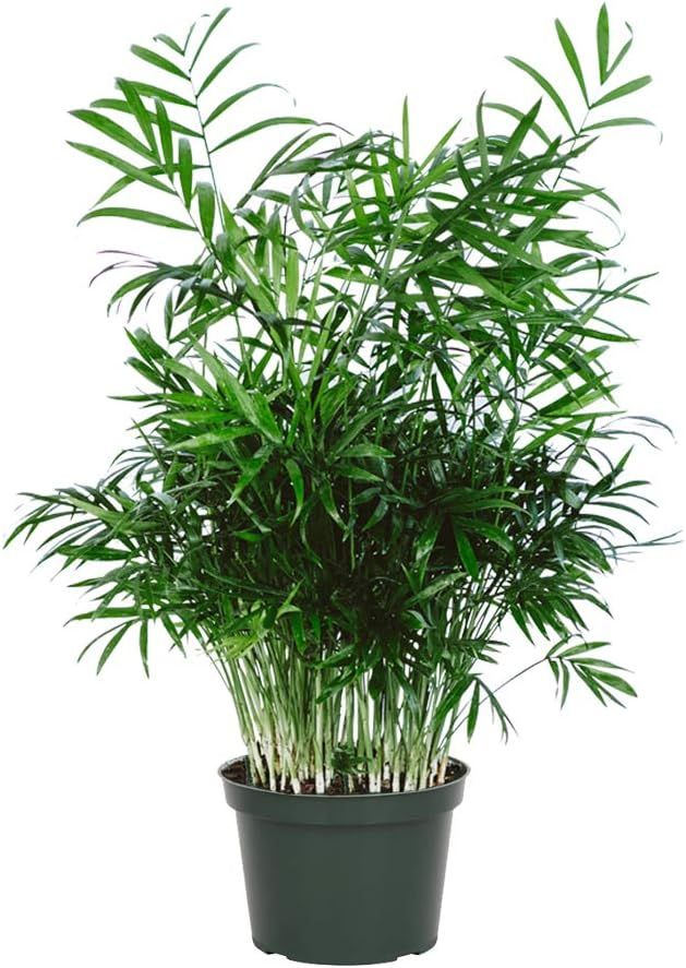 American Plant Exchange Chamaedorea Elegans Parlour Palm Live Indoor Houseplant, 6" Pot, Light Gr... | Amazon (US)