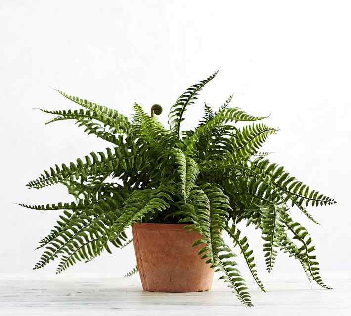 Faux Potted Boston Fern Houseplant | Pottery Barn (US)