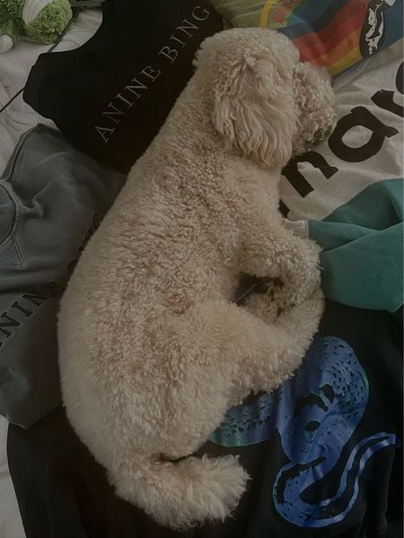 my dog decided it would be a good idea to nap on some of my luxury crew necks while I was in the middle of taking photos for LTK.

#LTKGiftGuide #LTKSeasonal #LTKFind