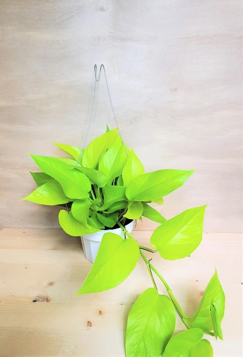 Rare Neon Pothos - Epipremnum Pinnatum live Plant- 2", 4"or 6" pot , also available in cutting | Etsy (US)