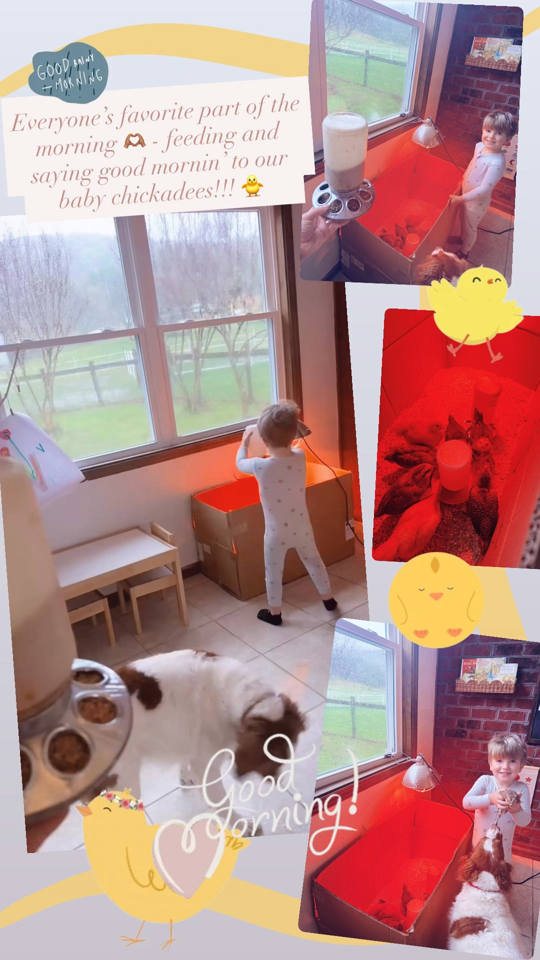 Everyone's favorite part of the morning 🫶🏽 - feeding and saying good mornin' to our baby chickadees!! 🐥 