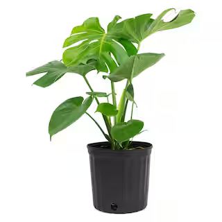 Pure Beauty Farms 1.9 Gal. Philodendron Monstera Deliciosa Plant in 9.25 in. Grower Pot-DC10PHIOD... | The Home Depot