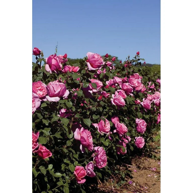 Scentables ™ Bareroot Dee-Lish® Hybrid Tea Rose Live Shrub with Full Sunlight - 2 Piece | Walmart (US)