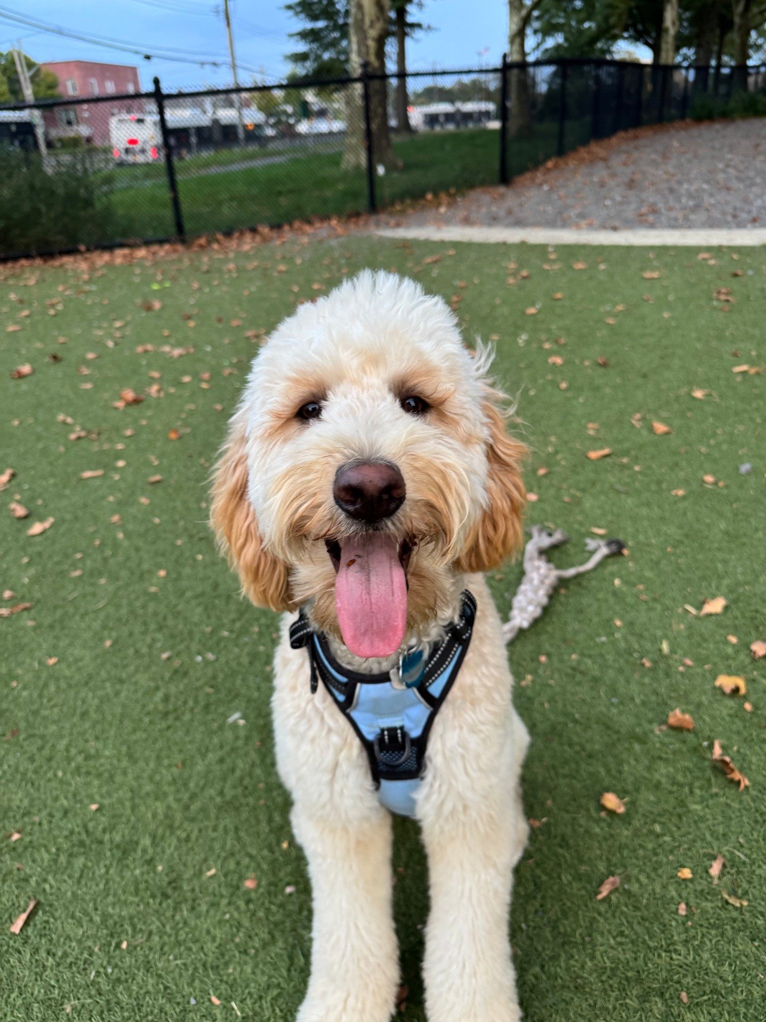 No pulling just sweetness ❤️🐶

#LTKPets