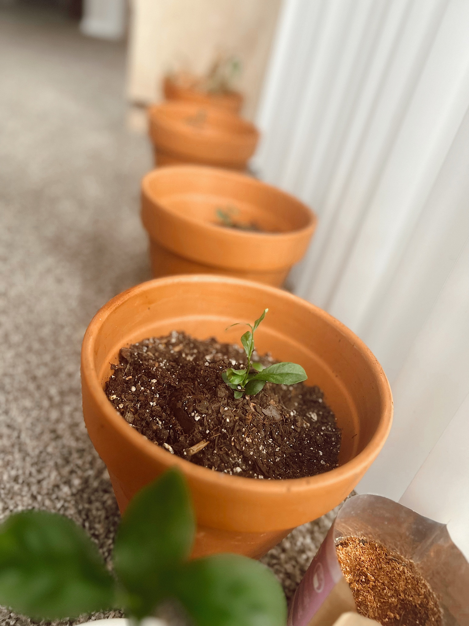 CHEAP PLANTER FINDS AT #walmart 
#plant mom 
#plantsarethebest 
#planterscheap 


#LTKFind #LTKhome #LTKstyletip