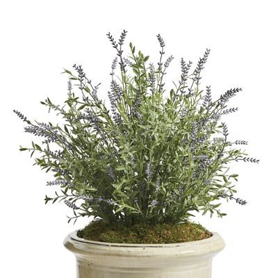 Outdoor Lavender Plant | Frontgate | Frontgate