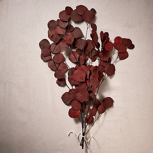 Preserved Populus Eucalyptus Bunch | Terrain