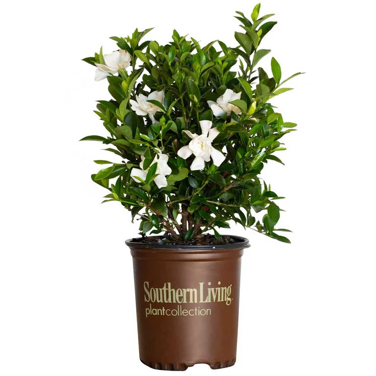 Visit the Southern Living Store(4.4)|1,044 Southern Living Jubilation Gardenia Live Shrub in 2.5-... | Walmart (US)