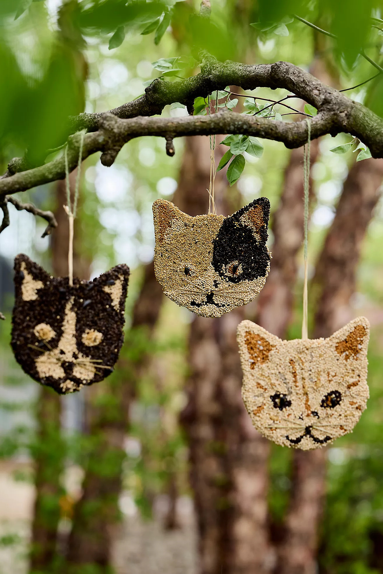 Bird Seed Cat | Terrain