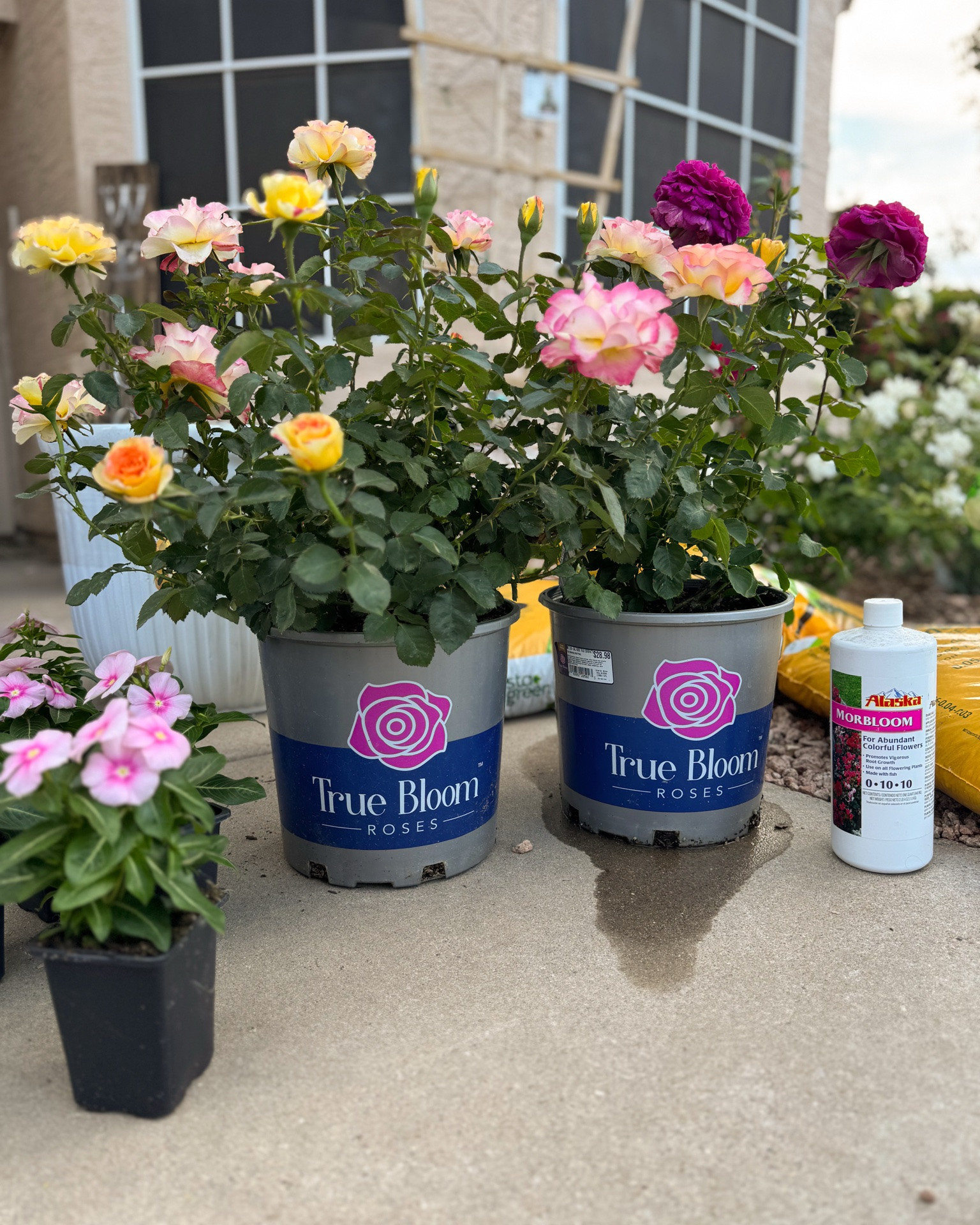 true bloom roses are some of my favorite “plant and mostly forget” roses. they are disease resistant, meaning you won’t need to spray them. heat tolerant, so they handle the desert well and don’t stress out as much and they have continuous vibrant full blooms. 

light multi colored is “true sincerity”
orange red “true passion”
purple “true serenity” (super fragrant!)

climbing red is don juan. a great fragrant climber for arizona!

#LTKHome #LTKSeasonal