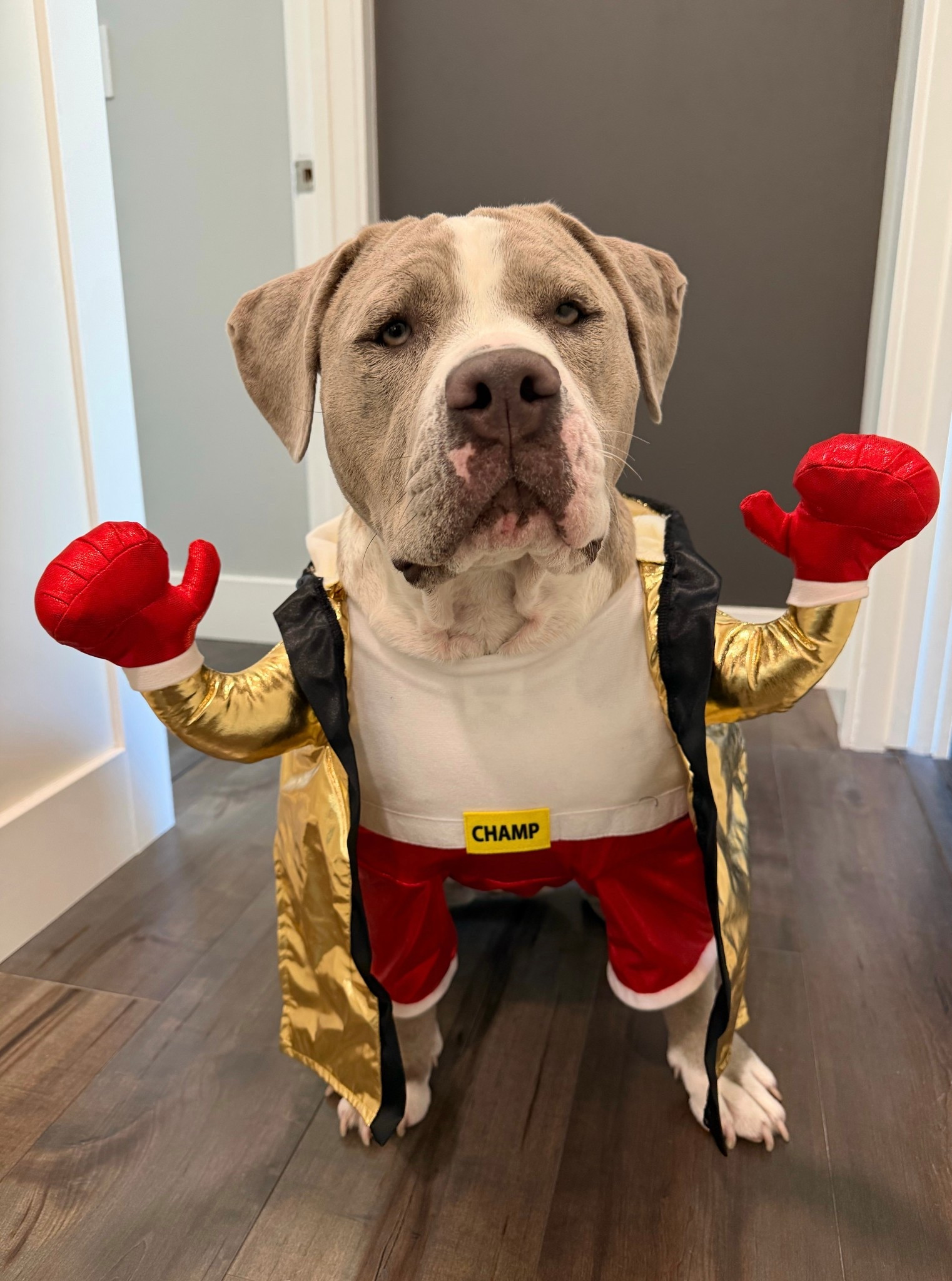 🥊 Ready to knock out Halloween in style! This little champ’s costume is from Target—swipe for the cutest knockout ever. 🎃💛 #TargetFinds #DogCostume #LTKDog #HalloweenStyle

#LTKPets #LTKHalloween #LTKSeasonal