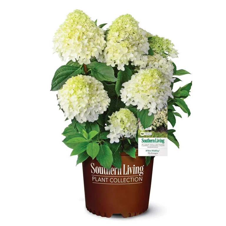 Southern Living Hydrangea White Wedding Live Shrub in 2-Gallon Grower Pot | Walmart (US)