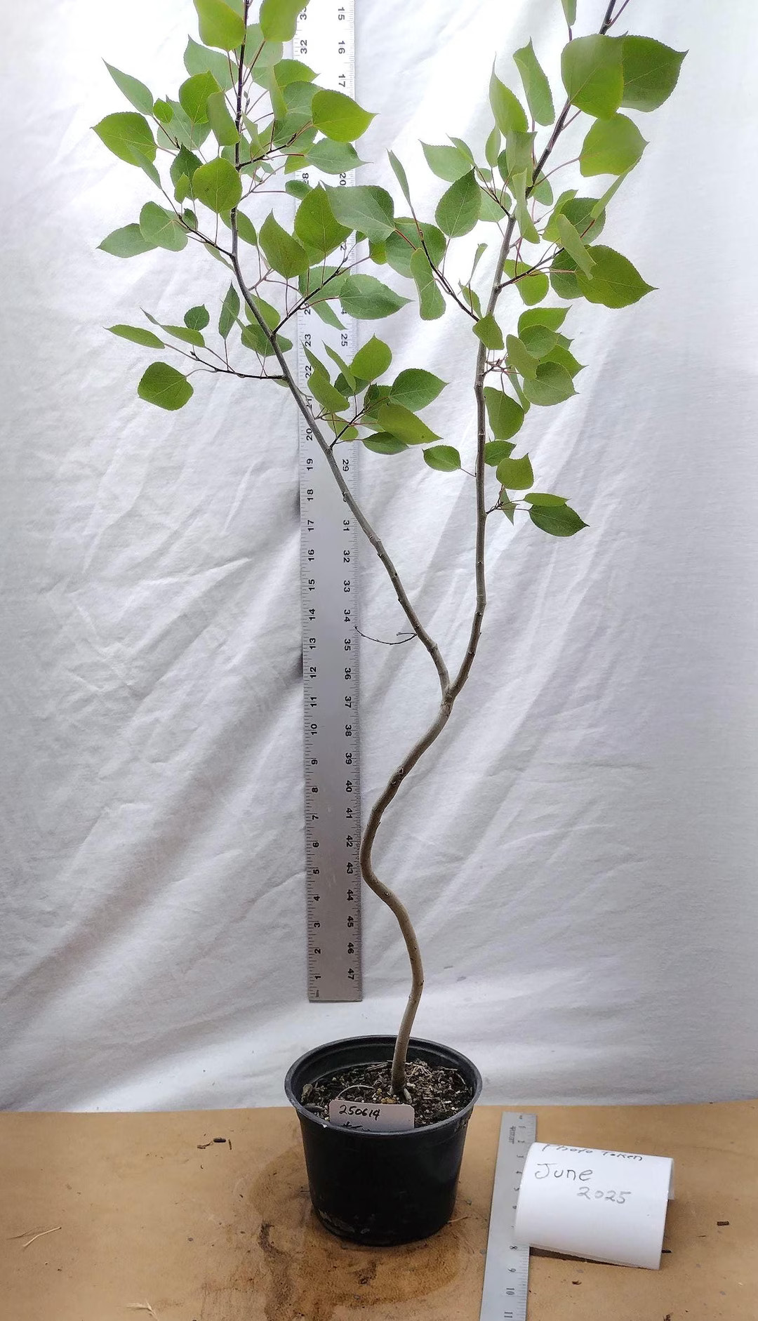 THIS EXACT TREE Tag #250614 Quaking Aspen. Live Bonsai Trained Tree in a Nursery Pot. Populus Tre... | Etsy (US)