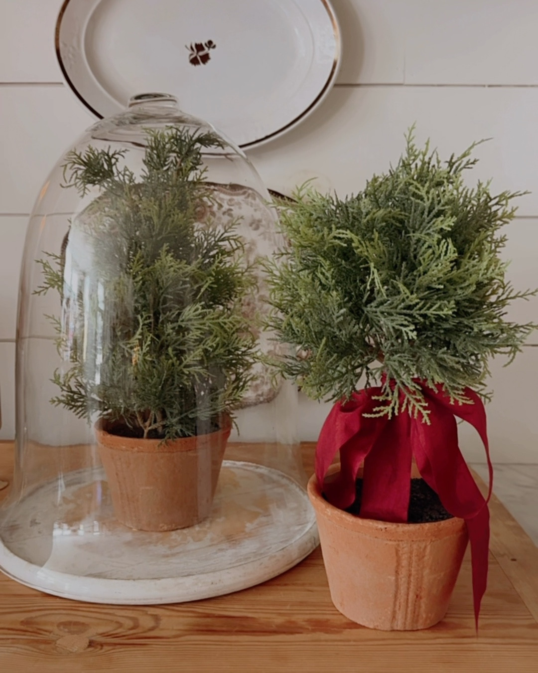 The cutest potted cypress topiaries on sale! I will keep these year round. They are perfect size to nestle in the kitchen, bookshelves, bathroom etc. 

#LTKHome #LTKCyberWeek #LTKHoliday