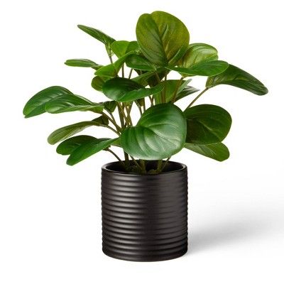 10" x 6" Artificial Peperomia Obtusifolia Plant in Ribbed Ceramic Pot Black -  Hilton Carter for ... | Target