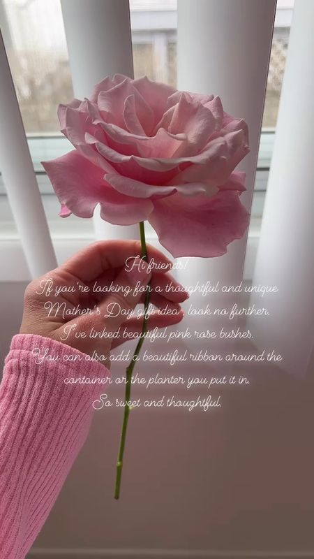 Mother’s Day gift idea 
Home Depot pink roses 
Mini pink roses 

#LTKfindsunder50 #LTKGiftGuide #LTKfamily