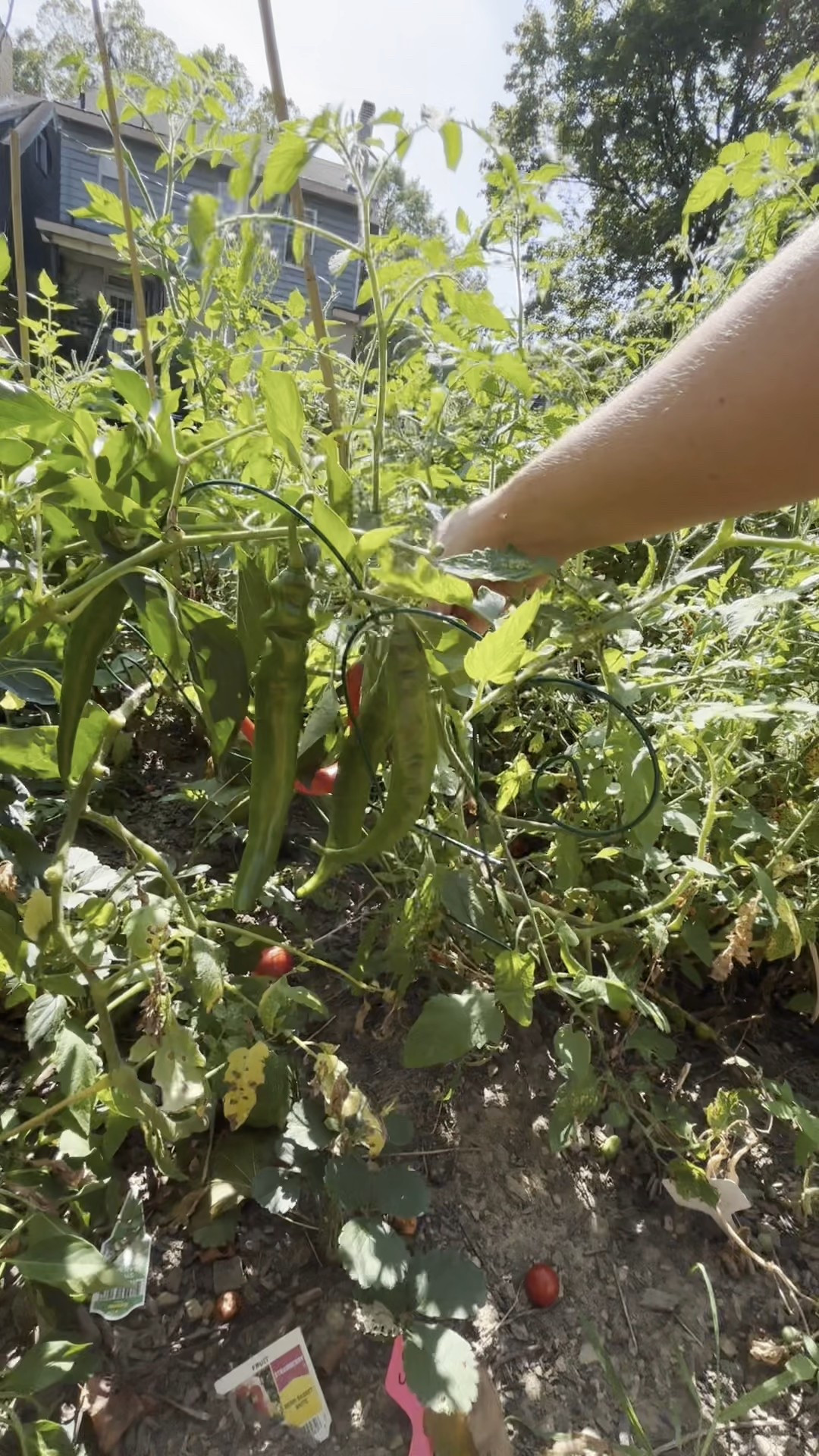 Linking my favorite garden supplies! 

#LTKHome #LTKSeasonal #LTKActive