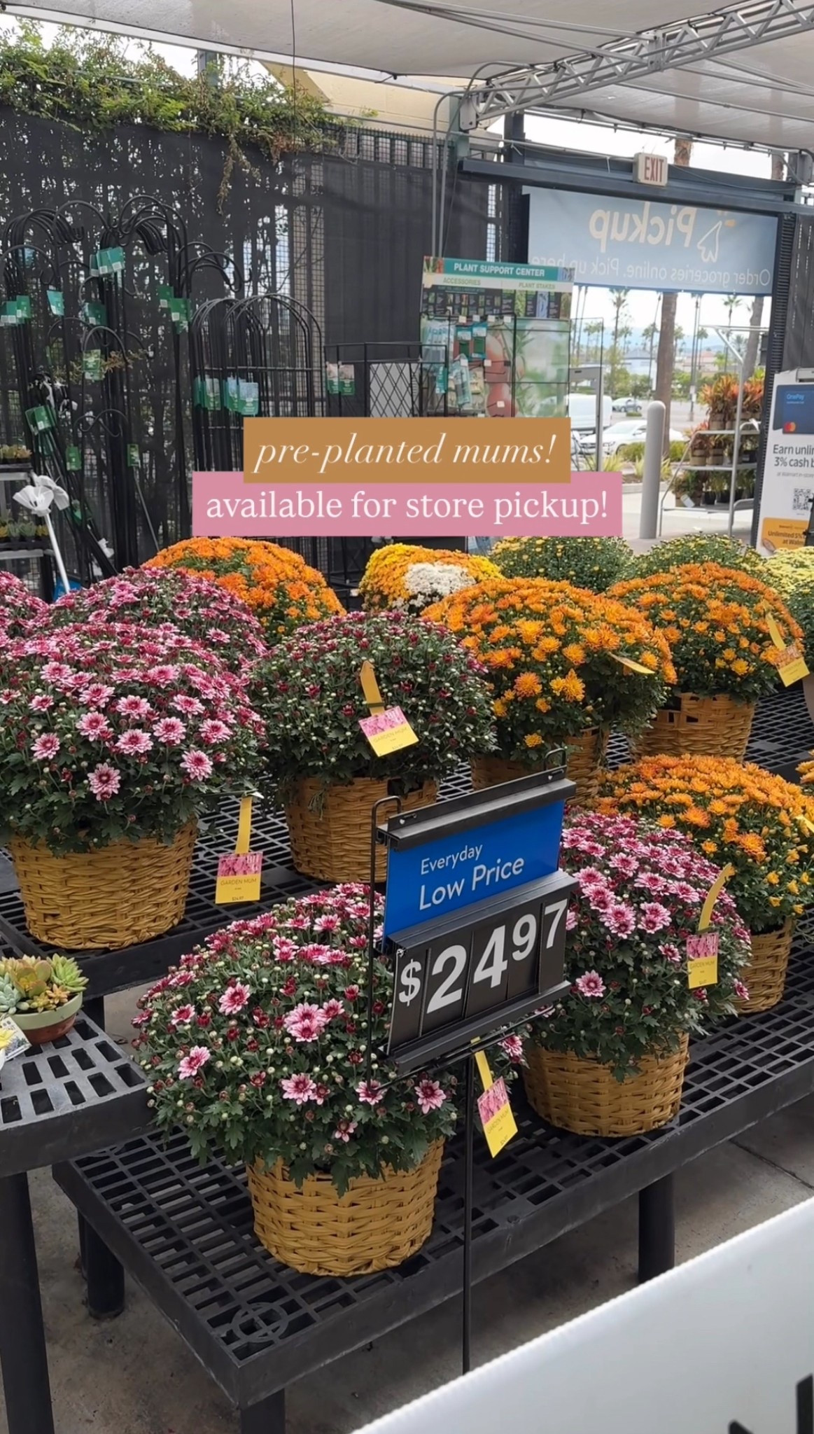 Mums, outdoor decor, fall decor

#LTKHome #LTKSeasonal #LTKFindsUnder50