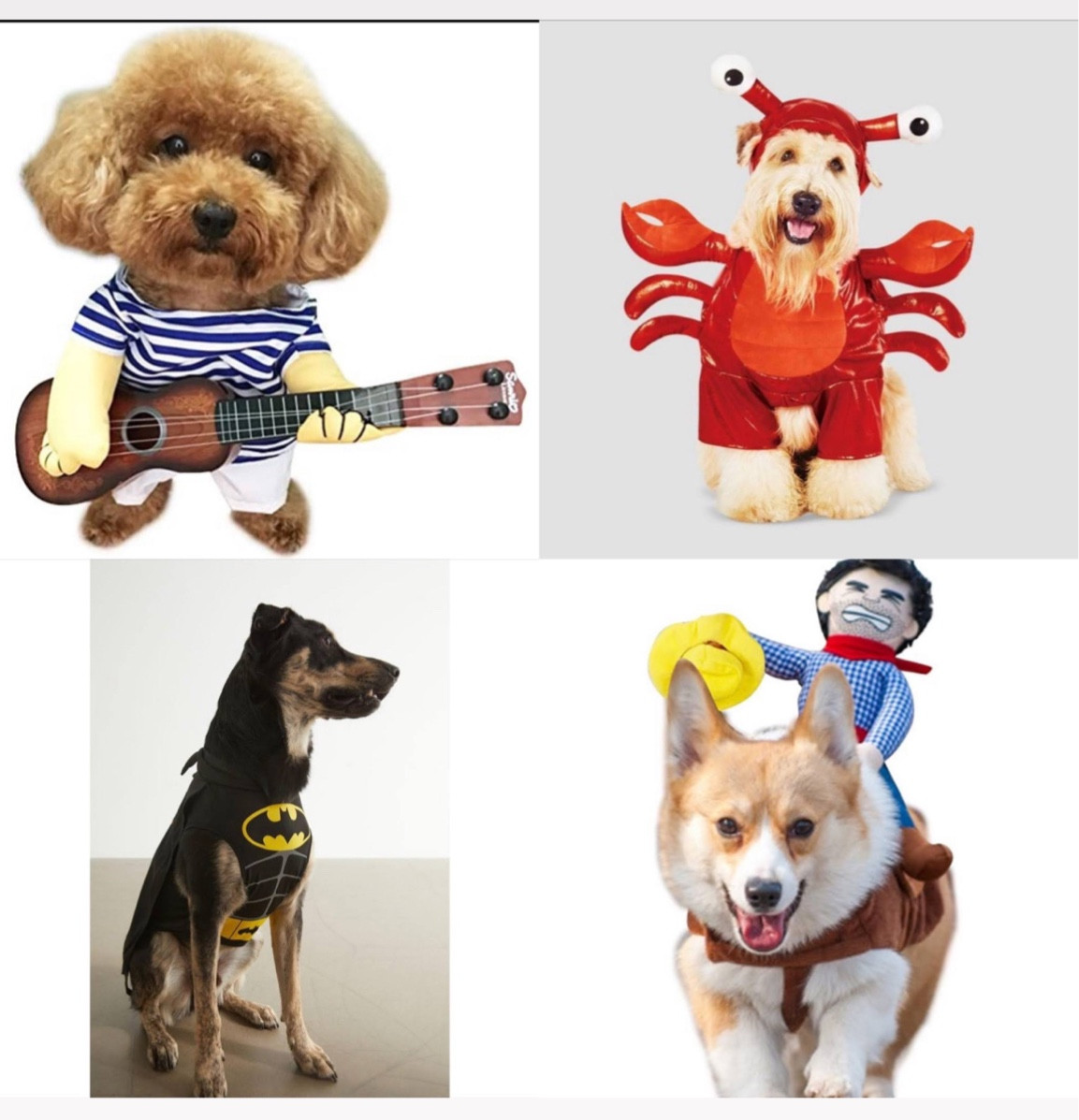 Halloween costumes for dogs 

#LTKHalloween #LTKfamily #LTKSeasonal