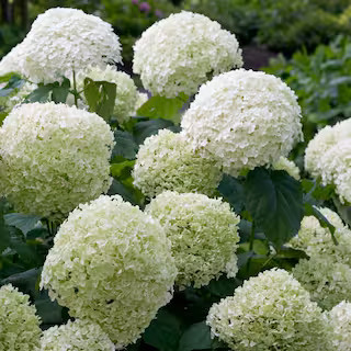 4.5 in. Qt. Incrediball Smooth Hydrangea, Live Shrub, Green to White Flowers | The Home Depot