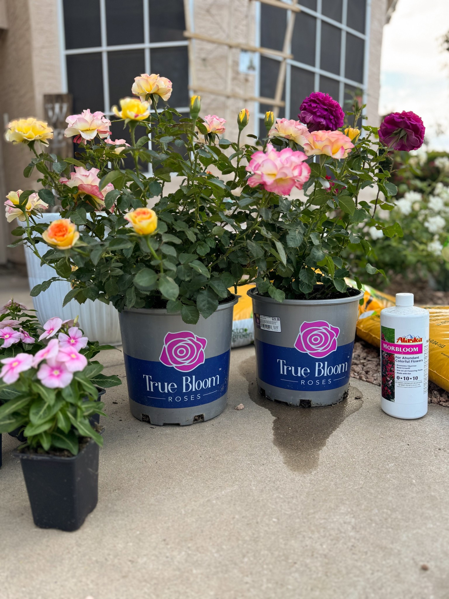 #lowespartner #ad

Start your dream backyard rose garden today! I am sharing some of the easiest roses to grow in your garden, all picked up from Lowe’s during SpringFest. I picked up True Sincerity (pink, orange, yellow & white rose blend) and True Serenity (vibrant purple/fuschia) from my Lowe’s.

Roses, gardening, back yard ideas, garden ideas, patio garden, rose garden.


#LTKHome #LTKSaleAlert #LTKSeasonal