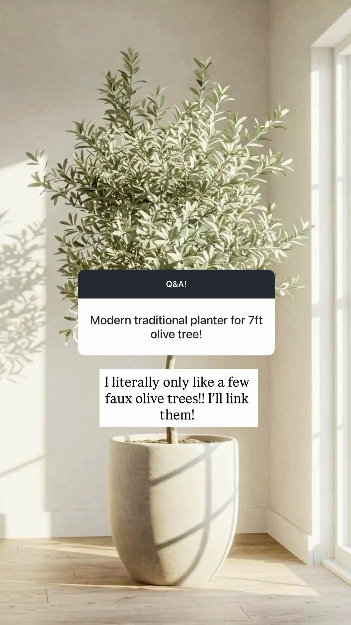 Olive trees!