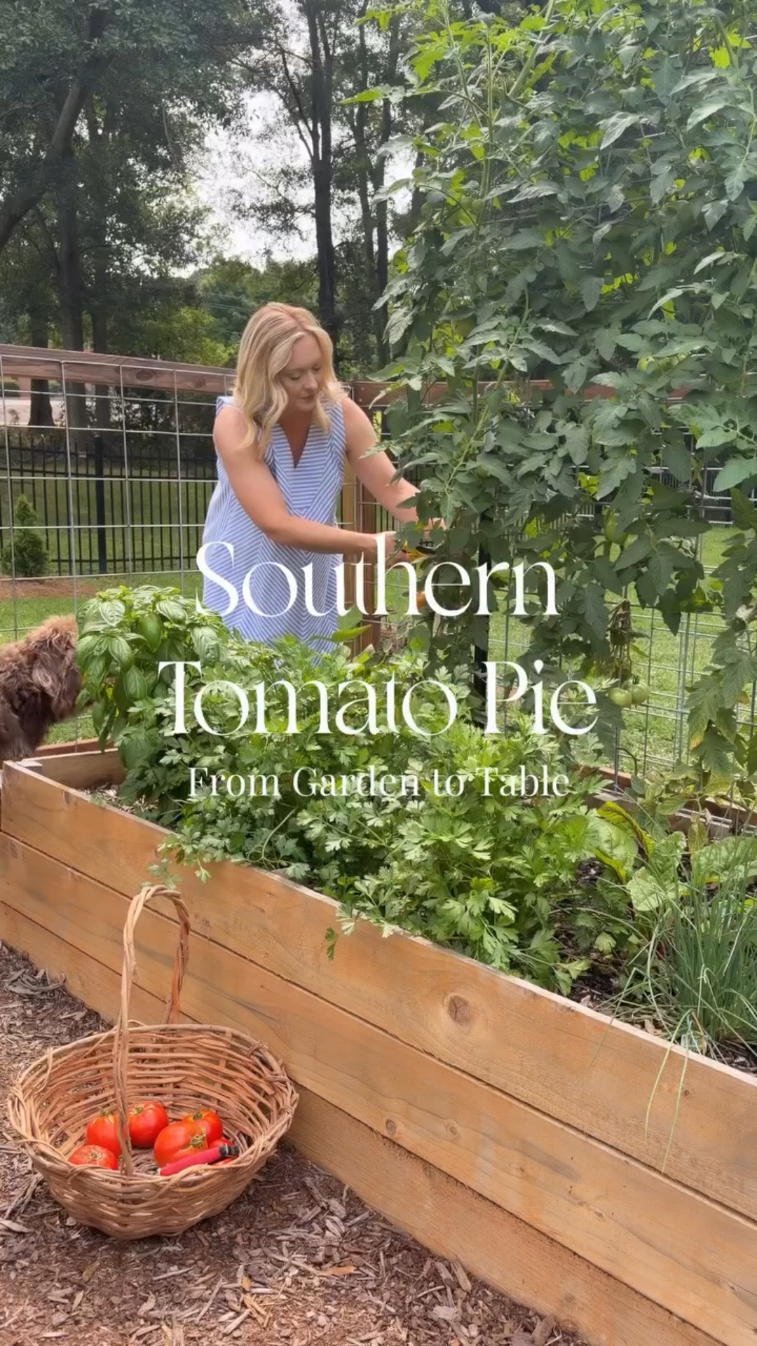 When the tomatoes all decide to ripen at once, there’s only one thing to do…make Southern Tomato Pie.

This recipe begins in the garden with ripe tomatoes and fresh herbs, then comes together in a crisp, flaky pie that’s been refined to honor a Southern classic while creating beautiful slices that hold together.

The article is about more than the recipe. It’s about why tomato pie has remained part of Southern summers for generations.

Comment PIE below, and I’ll send you the full article and recipe straight to your DMs.