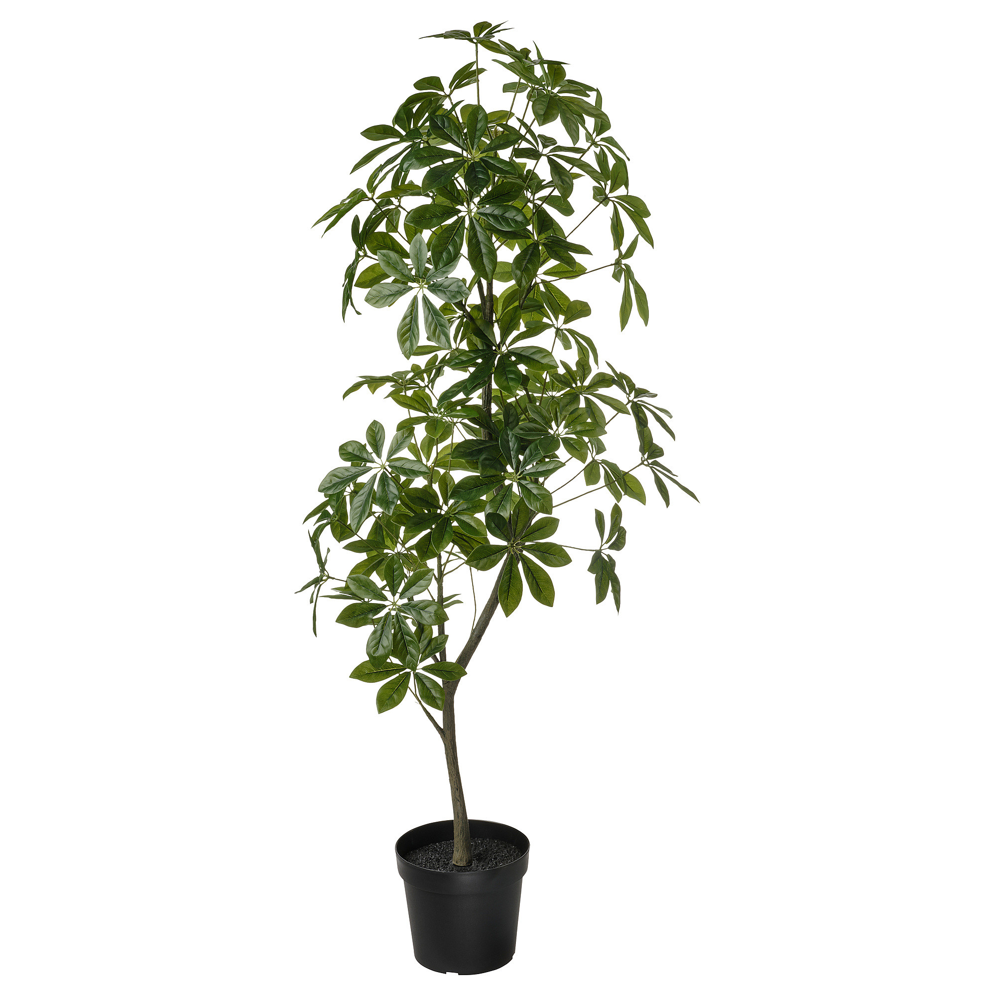 FEJKA Topfpflanze, künstlich, drinnen/draußen Strahlenaralie, 23 cm - IKEA Deutschland | IKEA (DE)