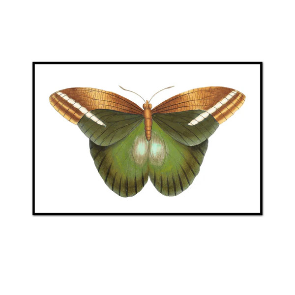 Natural Beauty Butterfly | Urban Garden Prints