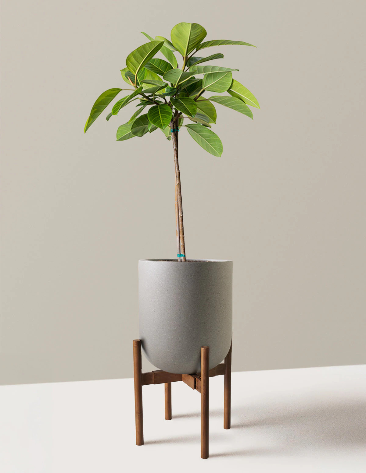 Large Ficus Altissima Tree