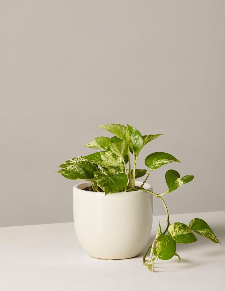 Marble Queen Pothos | The Sill