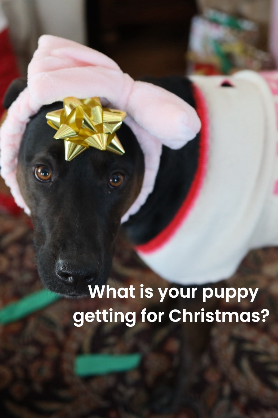 A few of our dog’s favorite things because she is one of ours! #merrychristmaspup #holidayhound #christmasgiftsfordog #christmasdogs #girldog #puppylove #doglovers

#LTKCyberWeek #LTKPets #LTKGiftGuide