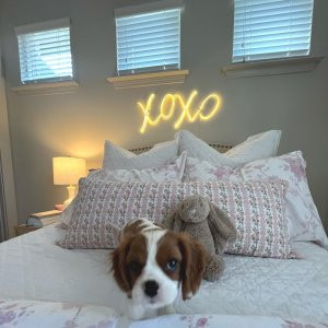 XOXO Wall Light | Pottery Barn Teen