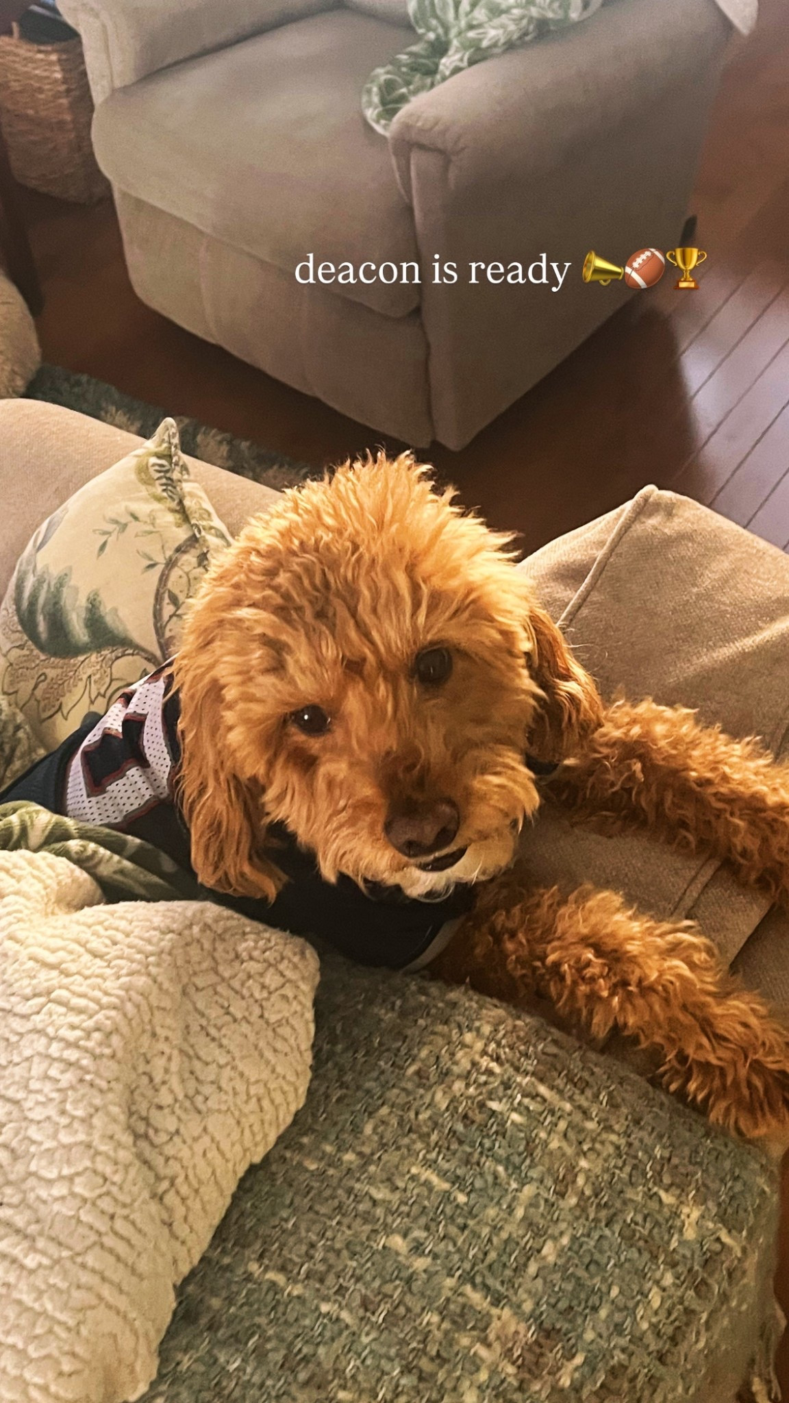 the cutest dog in the cutest jersey 🤩 🏈 happy superbowl! 

#LTKvlog #LTKgrwm #LTKootd
