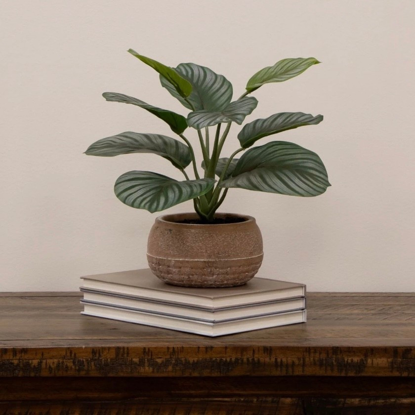 Do you love faux plants? I do! My son actually wants some for his room and I thought this was a pretty and affordable option. 

#LTKSeasonal #LTKHome