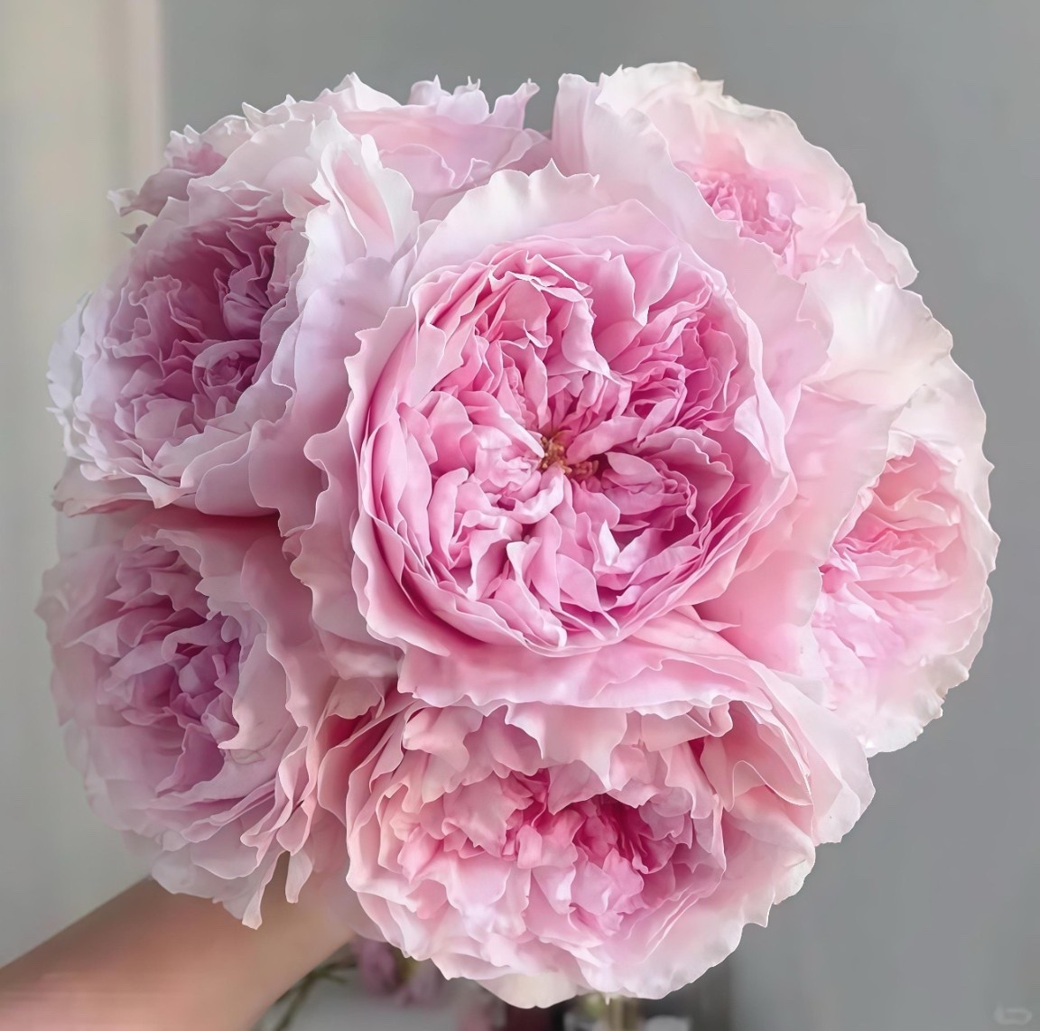 Do you grow Austew? I am ingrigued by her  

#LTKOver40 #LTKSeasonal #LTKHome