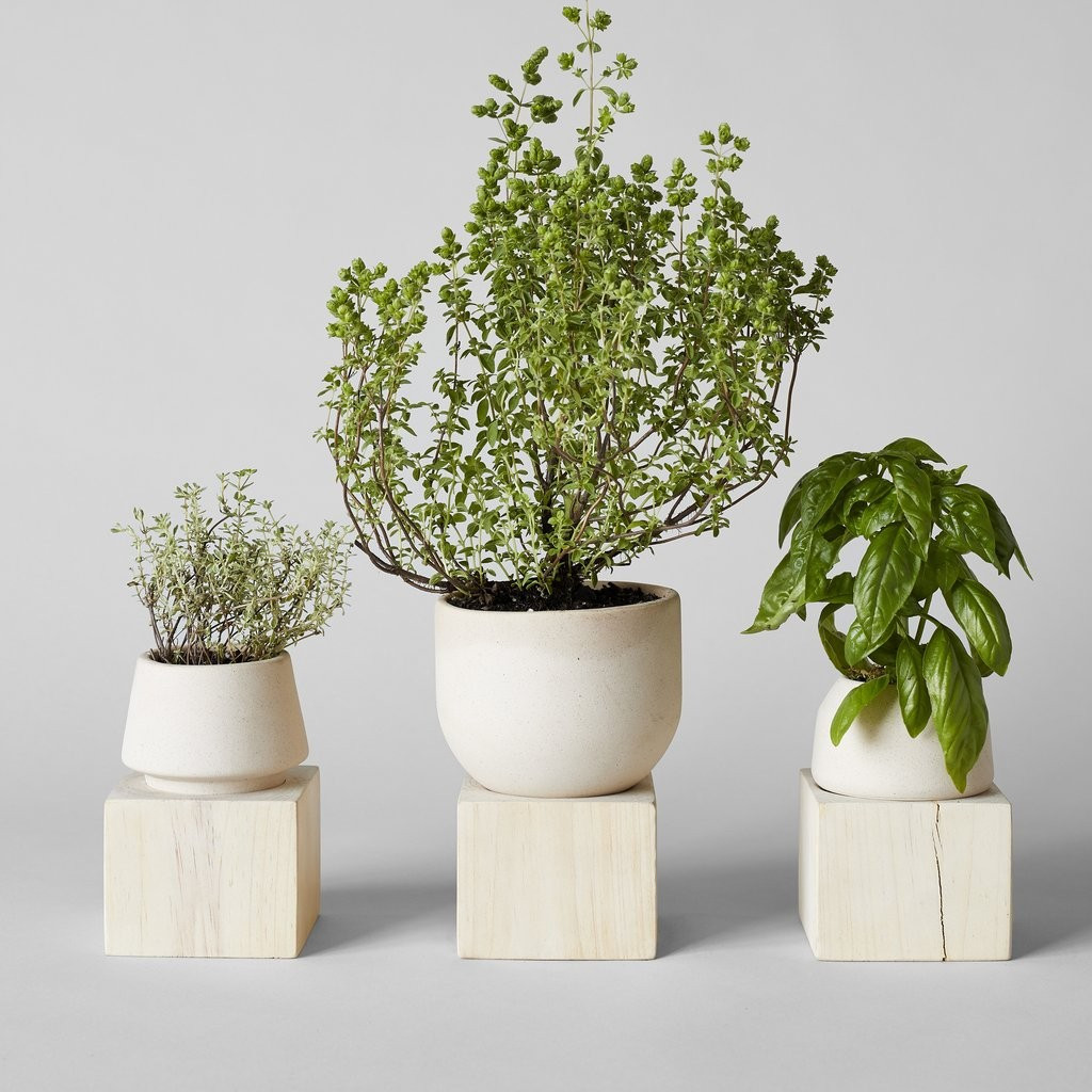 Jikoku Shell Pot with Pale Wood Base | Bloomist