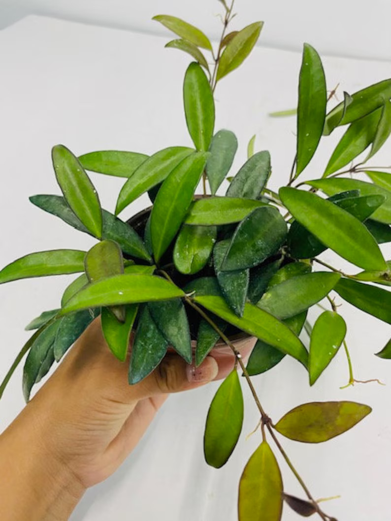 Hoya Rosita : Indoor Plants - Easy Care Houseplant - Starter Plant ,live Indoor, Easy to Grow - B... | Etsy (US)