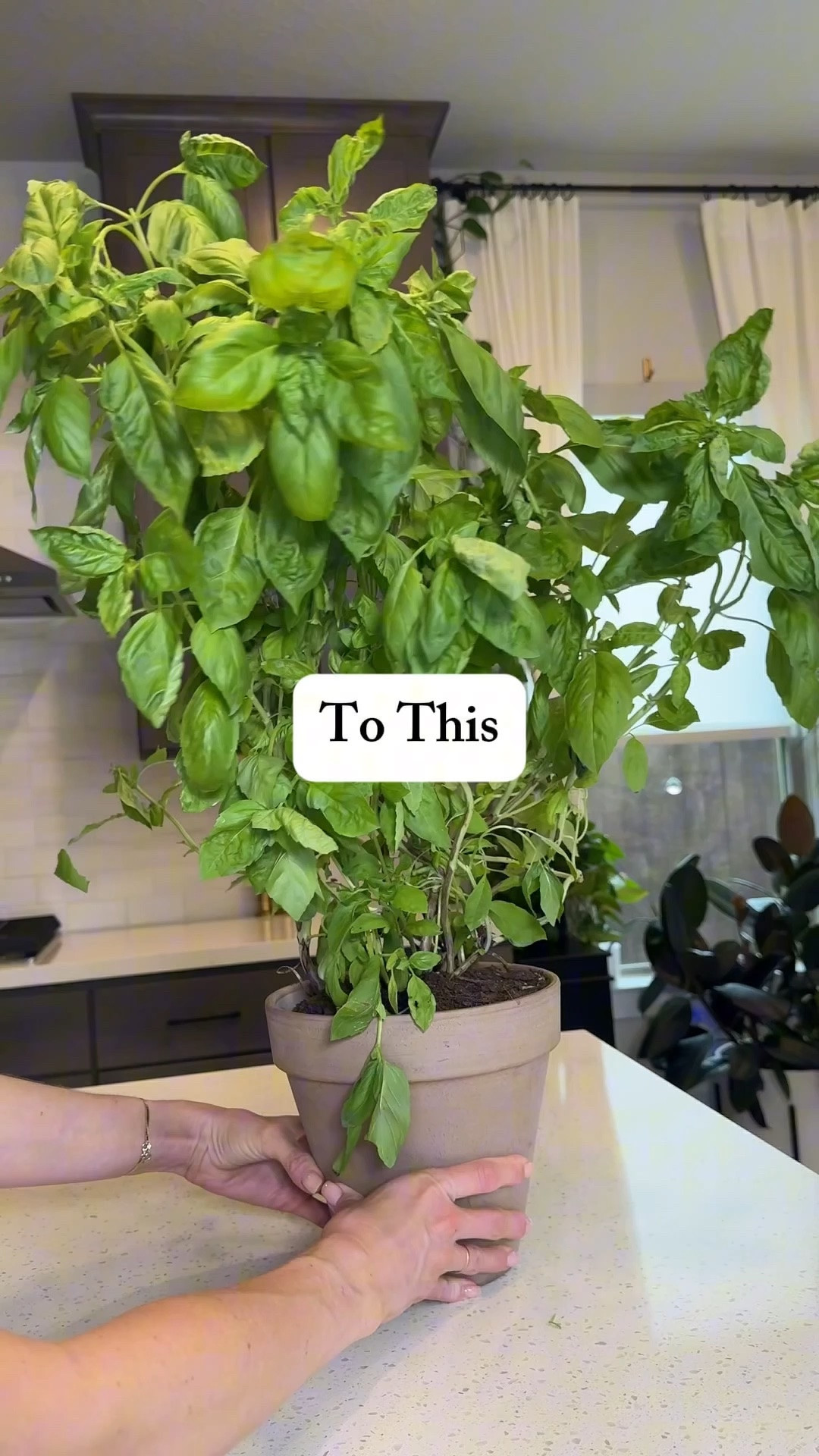 Healthy basil starts with the right nutrients. I’ve been using @BioGrowth_organics Catalyst, and it’s made such a difference in the size, color, and overall growth of my plants. It’s organic, simple to use, and helps support strong healthy roots and foliage.

A few other basil tips that really help:
• Give it plenty of sun
• Separate crowded basil plants before planting
• Snip stems instead of pulling leaves

#BasilTips #HerbGarden #OrganicGardening #PlantCare #sponsored

#LTKHome #LTKmorningroutine #LTKOver40