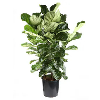 Fiddleleaf Fig House Plant in 6.5-Gallon (s) PotItem #1356995 |Model #N/A | Lowe's