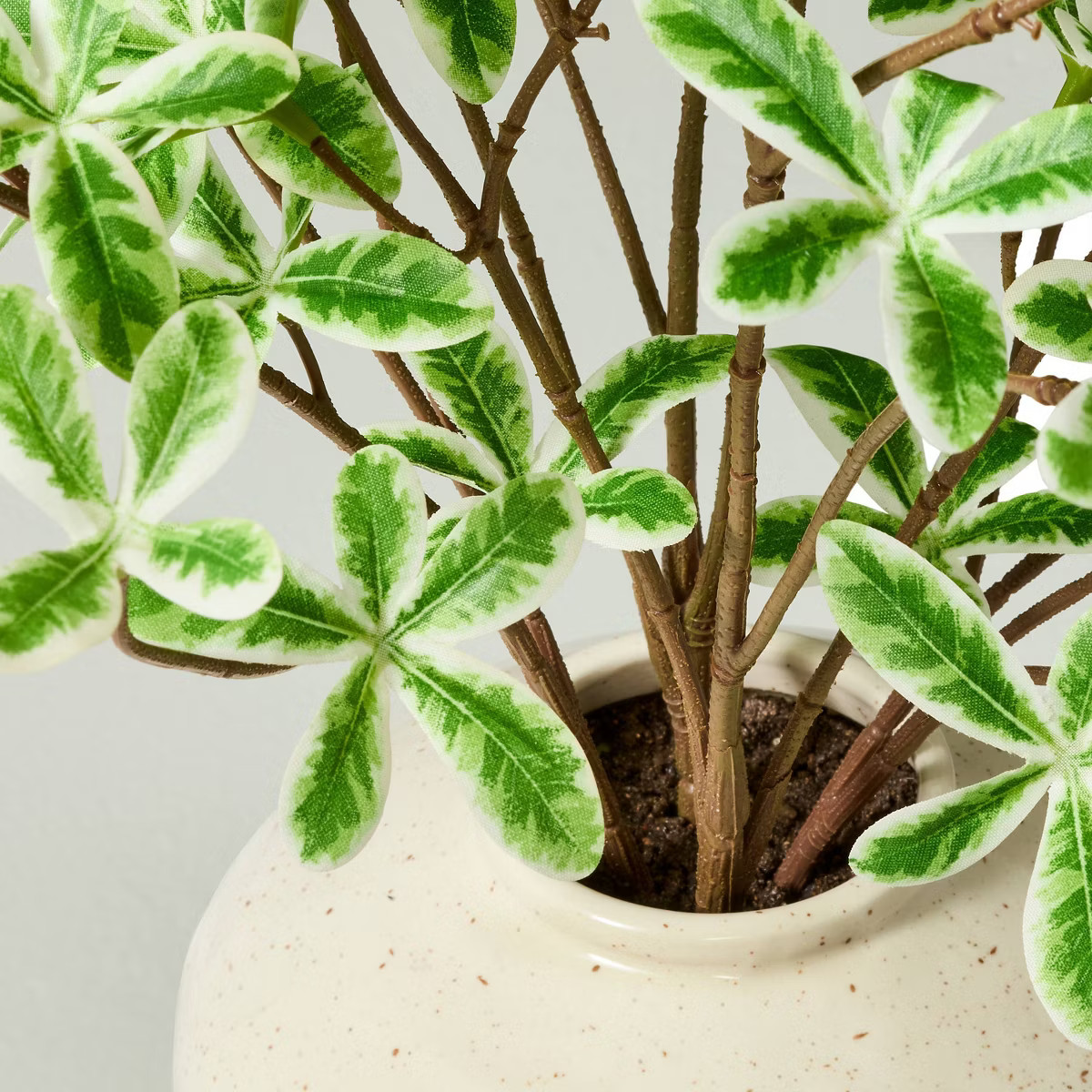 10"x17" Faux Variegated Terminalia Leaf Arrangement - Hearth & Hand™ with Magnolia | Target